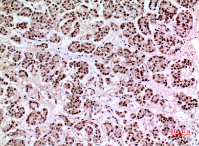 Anti-KLF13 Rabbit Polyclonal Antibody