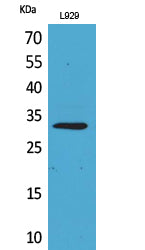 Anti-KLF13 Rabbit Polyclonal Antibody