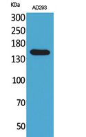 Anti-NTE Rabbit Polyclonal Antibody