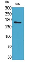 Anti-Laminin gamma 2 Rabbit Polyclonal Antibody