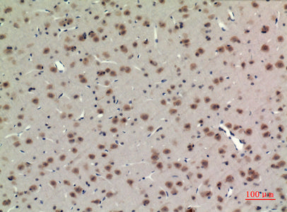 Anti-BMAL1 Rabbit Polyclonal Antibody