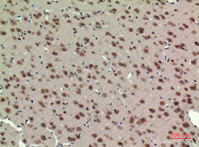 Anti-BMAL1 Rabbit Polyclonal Antibody