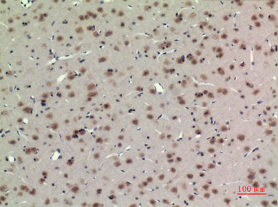Anti-BMAL1 Rabbit Polyclonal Antibody