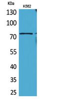 Anti-BMAL1 Rabbit Polyclonal Antibody