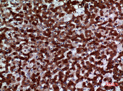 Anti-FMO3 Rabbit Polyclonal Antibody