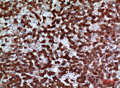Anti-FMO3 Rabbit Polyclonal Antibody
