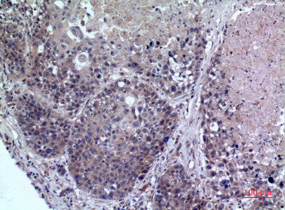 Anti-FMO3 Rabbit Polyclonal Antibody