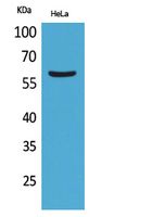 Anti-FMO3 Rabbit Polyclonal Antibody