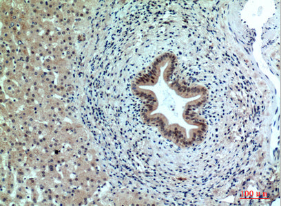 Anti-PPP1R15B Rabbit Polyclonal Antibody