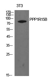 Anti-PPP1R15B Rabbit Polyclonal Antibody