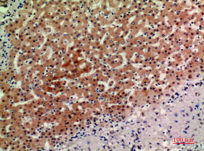 Anti-ASAH3L Rabbit Polyclonal Antibody