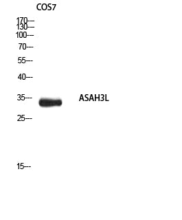 Anti-ASAH3L Rabbit Polyclonal Antibody