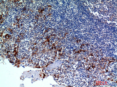 Anti-CMTM8 Rabbit Polyclonal Antibody