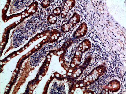 Anti-IL-37 Rabbit Polyclonal Antibody