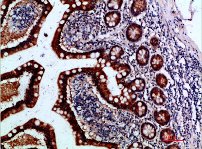 Anti-IL-37 Rabbit Polyclonal Antibody