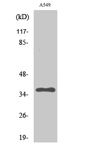 Anti-PP2A alpha Rabbit Polyclonal Antibody