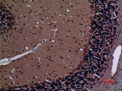 Anti-Rab26 Rabbit Polyclonal Antibody