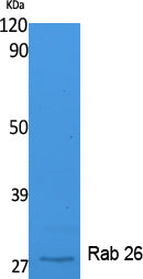 Anti-Rab26 Rabbit Polyclonal Antibody