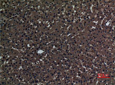Anti-PAOX Rabbit Polyclonal Antibody