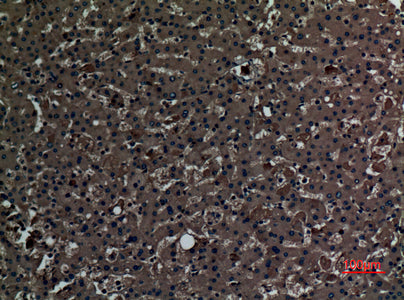 Anti-PAOX Rabbit Polyclonal Antibody