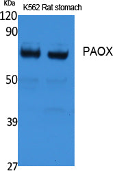 Anti-PAOX Rabbit Polyclonal Antibody