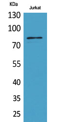 Anti-PREP Rabbit Polyclonal Antibody