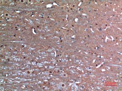 Anti-LXN Rabbit Polyclonal Antibody