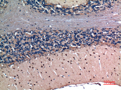 Anti-LXN Rabbit Polyclonal Antibody