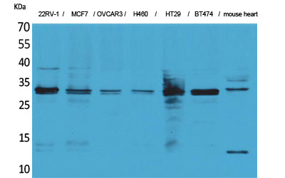 Anti-LXN Rabbit Polyclonal Antibody