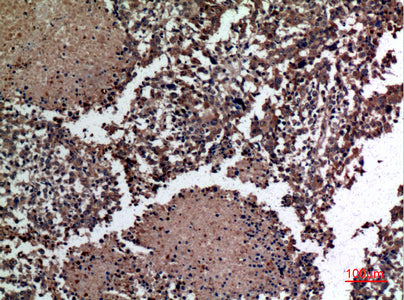 Anti-HspBAP1 Rabbit Polyclonal Antibody