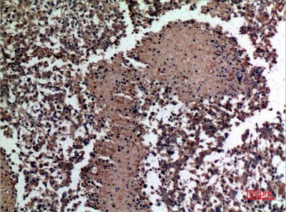 Anti-HspBAP1 Rabbit Polyclonal Antibody