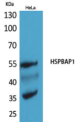 Anti-HspBAP1 Rabbit Polyclonal Antibody