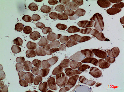 Anti-CD7 Rabbit Polyclonal Antibody