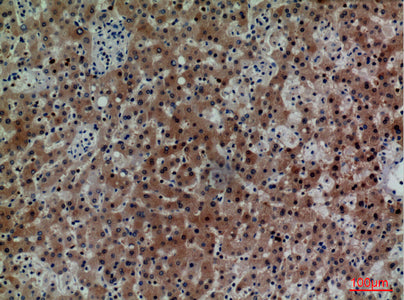 Anti-CD7 Rabbit Polyclonal Antibody