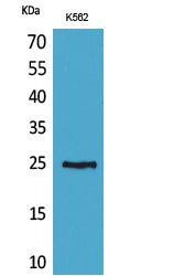 Anti-CD7 Rabbit Polyclonal Antibody
