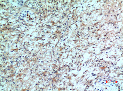 Anti-CXCR2 Rabbit Polyclonal Antibody