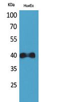 Anti-CXCR2 Rabbit Polyclonal Antibody
