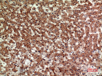 Anti-CRTH2 Rabbit Polyclonal Antibody