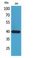 Anti-CRTH2 Rabbit Polyclonal Antibody