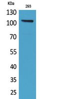 Anti-Neuropilin 1 Rabbit Polyclonal Antibody