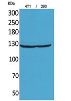 Anti-Integrin alpha 4 Rabbit Polyclonal Antibody