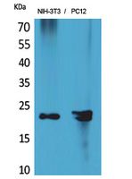 Anti-HRP3 Rabbit Polyclonal Antibody