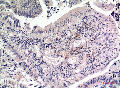 Anti-FGF2 Rabbit Polyclonal Antibody