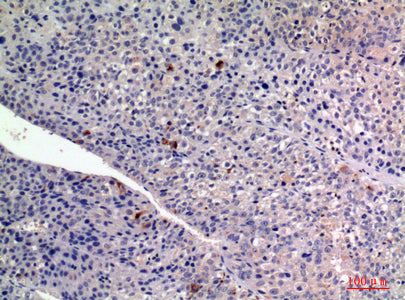 Anti-FGF2 Rabbit Polyclonal Antibody