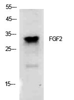Anti-FGF2 Rabbit Polyclonal Antibody