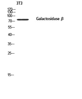 Anti-GLB1 Rabbit Polyclonal Antibody