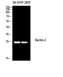 Anti-Dectin-2 Rabbit Polyclonal Antibody