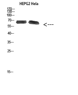 Anti-NOP56 Rabbit Polyclonal Antibody