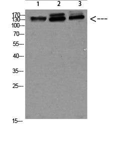 Anti-NFAT5 Rabbit Polyclonal Antibody