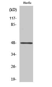 Anti-Phospho-JunD (Ser73/100) Rabbit Polyclonal Antibody